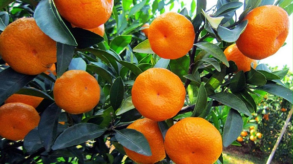 颗粒水溶肥-柑橘