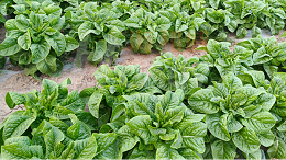 微生物肥料为什么越来越受重视