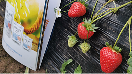 草莓种植怎么提高产量