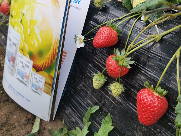 草莓种植-草莓用海餐沃磷酸二氢钾效果