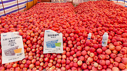 苹果高产施肥管理全攻略