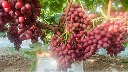葡萄种植这五次追肥不可少