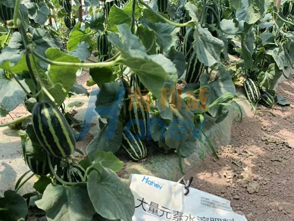 甜瓜用什么肥料更甜-甜瓜用海餐沃水溶肥效果