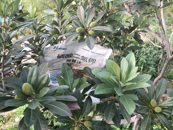 磷酸二氢钾-杨梅用海餐沃水溶肥效果