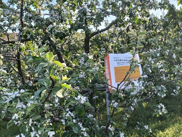 苹果树施肥-苹果效果