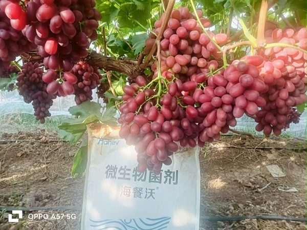 葡萄施肥-葡萄效果