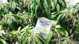 芒果树用什么肥料最好？