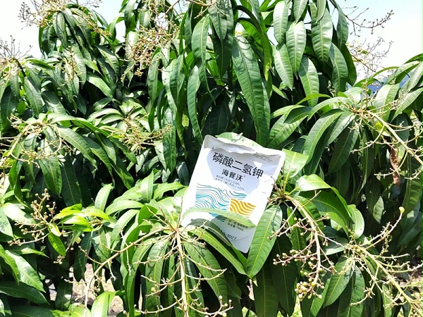 芒果树用什么肥料最好-芒果用海餐沃水溶肥效果
