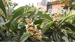 果树种植高产秘籍：保花保果施肥全攻略