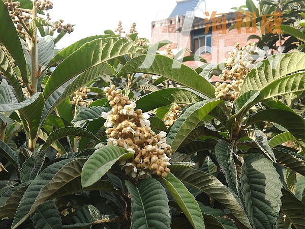 果树种植-枇杷用海餐沃磷酸二氢钾效果