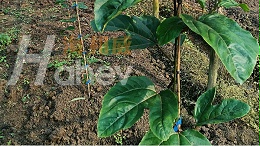 高磷水溶肥对百香果的作用，种植户必看