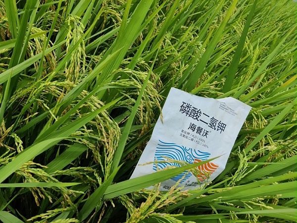 水稻施肥技巧-水稻用海餐沃磷酸二氢钾效果