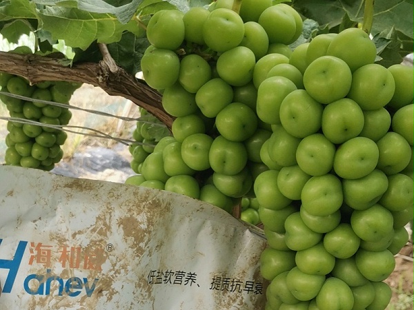 如何施肥-阳光玫瑰用海餐沃微生物菌剂效果