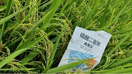 水稻施肥技巧，避免浪费又增产