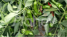 种辣椒用什么肥料比较好？如何施肥产量高？