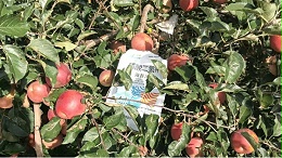 苹果种植：膨大期施肥注意事项