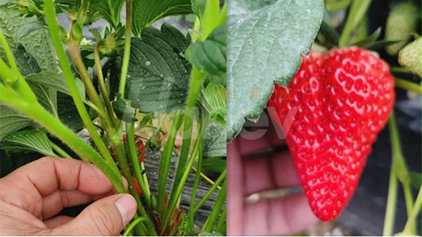 微生物菌剂厂家-草莓