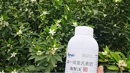 硼肥怎么施效果最好