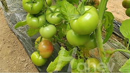 蔬菜施肥常见误区有哪些？又如何纠正