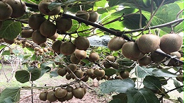 叶面肥在猕猴桃中的使用技巧