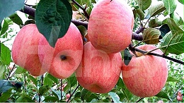 苹果树用什么肥料好？
