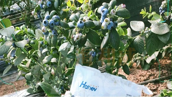 水溶肥厂家排名-用海和威水溶肥的蓝莓