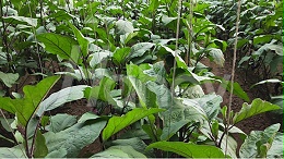 茄子追肥用什么肥料，更容易获得高产？