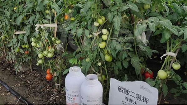 番茄膨果期用什么肥料好-海餐沃