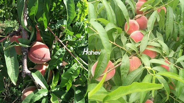 生根剂-桃树-缩