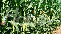 种玉米施肥用什么肥料好？