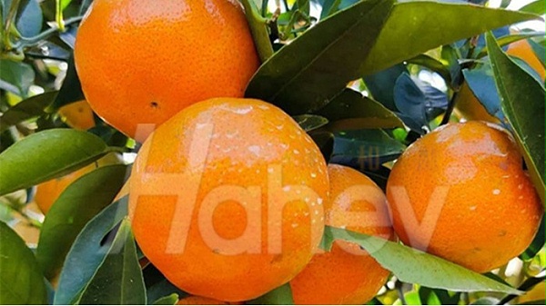 水溶肥品牌-海餐沃柑橘