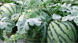 西瓜种植用什么肥料？如何科学施肥？