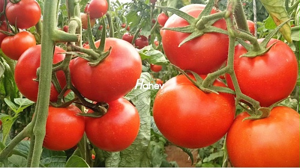 水溶肥厂家-番茄