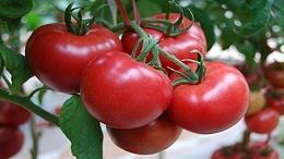 海和威为你揭开大棚番茄高产的秘诀