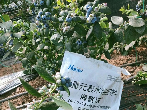 果树施肥-蓝莓用海餐沃水溶肥效果