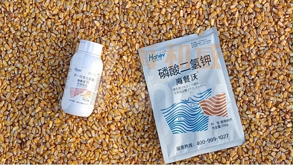 玉米叶面肥哪个品牌好-用海和威叶面肥的玉米