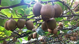 猕猴桃冬季用什么肥料好？