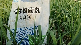 大蒜冲施肥用什么肥料好——底肥