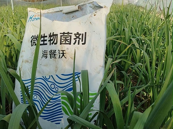 大蒜冲施肥用什么肥料好-大蒜用海餐沃水溶肥效果