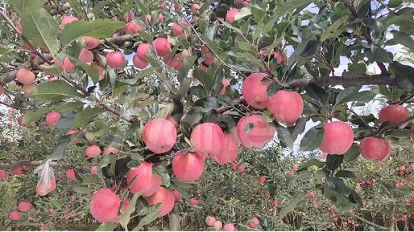 苹果树用什么肥料好-海餐沃苹果