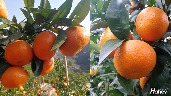 冬季柑橘施什么肥好