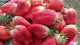 王总经验之谈：草莓用什么肥料好？