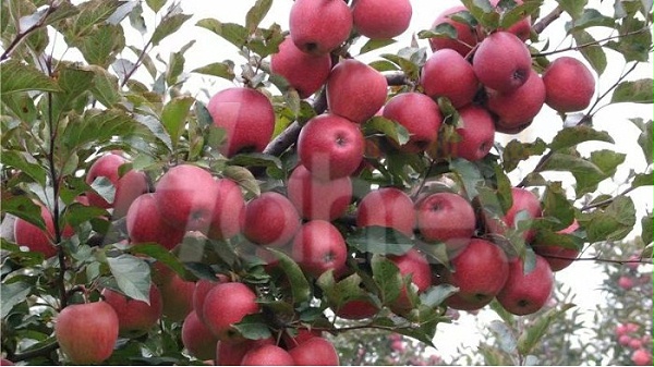苹果树一年施几次肥？-海餐沃苹果