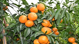 柑橘膨大期施什么肥