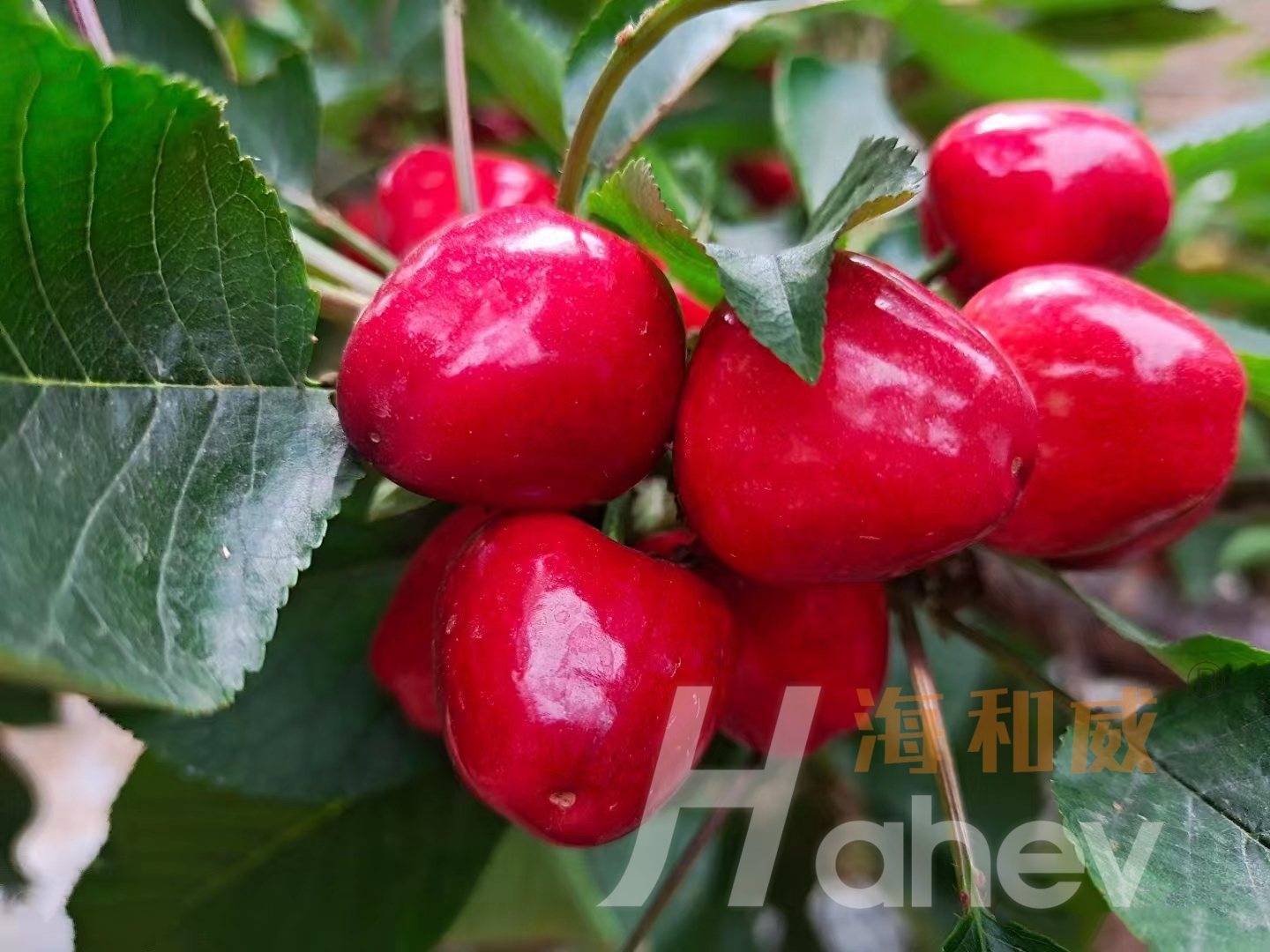 樱桃种植想高产？务必避开这4个施肥误区