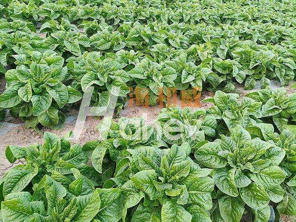 莴笋施肥-用海餐沃微生物菌剂效果