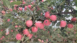 叶面肥厂家如何助力苹果增产增质