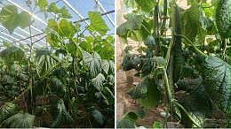 黄瓜种植做好这些，弯瓜轻松解决