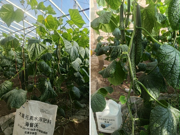 黄瓜种植-黄瓜用海餐沃水溶肥效果