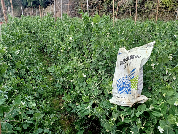 土壤板结-雪豆用海餐沃水溶肥效果